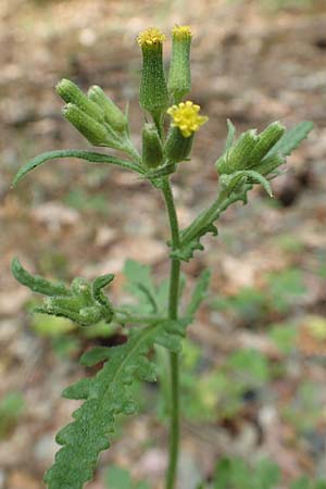 Senecio sylvaticus \ Wald-Greiskraut, D Aachen 26.7.2019