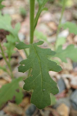 Senecio sylvaticus \ Wald-Greiskraut, D Aachen 26.7.2019