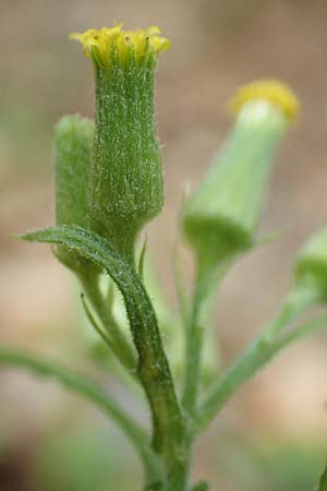 Senecio sylvaticus \ Wald-Greiskraut / Heath Groundsel, D Aachen 26.7.2019