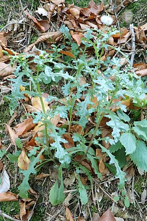 Senecio sylvaticus \ Wald-Greiskraut / Heath Groundsel, D Pfälzer Wald 31.10.2019