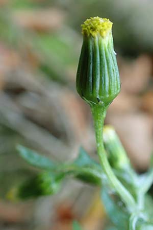 Senecio sylvaticus \ Wald-Greiskraut / Heath Groundsel, D Pfälzer Wald 31.10.2019