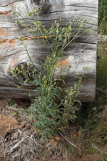 Senecio sylvaticus \ Wald-Greiskraut, D Hunsrück, Börfink 18.7.2020