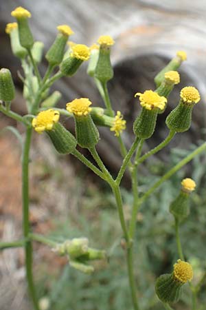 Senecio sylvaticus / Heath Groundsel, D Hunsrück, Börfink 18.7.2020