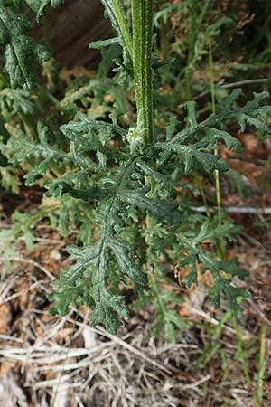 Senecio sylvaticus \ Wald-Greiskraut, D Hunsrück, Börfink 18.7.2020