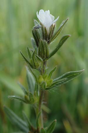 Buglossoides arvensis subsp. arvensis \ Acker-Steinsame, Acker-Rindszunge, D Neuleiningen 15.5.2021