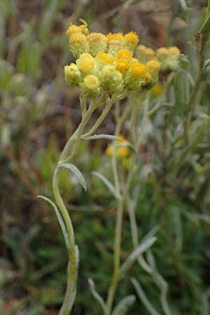 Helichrysum arenarium \ Sand-Strohblume / Yellow Everlasting Daisy, D Lampertheim 27.8.2021