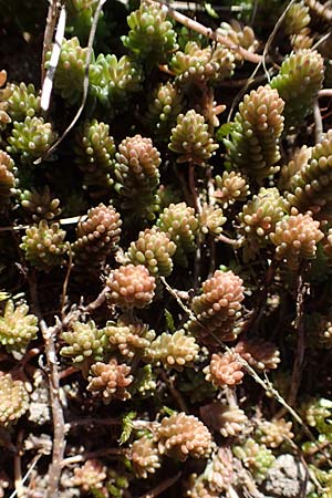 Sedum sexangulare \ Milder Mauerpfeffer / Tasteless Stonecrop, D Erlenbach am Main 19.3.2022