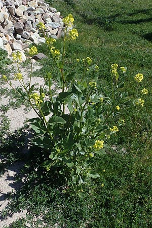 Brassica nigra \ Schwarzer Senf / Black Mustard, D Mannheim 18.4.2022