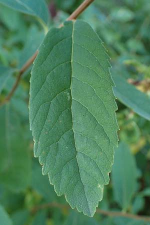 Spiraea salicifolia \ Weidenblättriger Spierstrauch / Willowleaf Meadowsweet, Bridewort, D Hunsrück, Börfink 18.7.2022