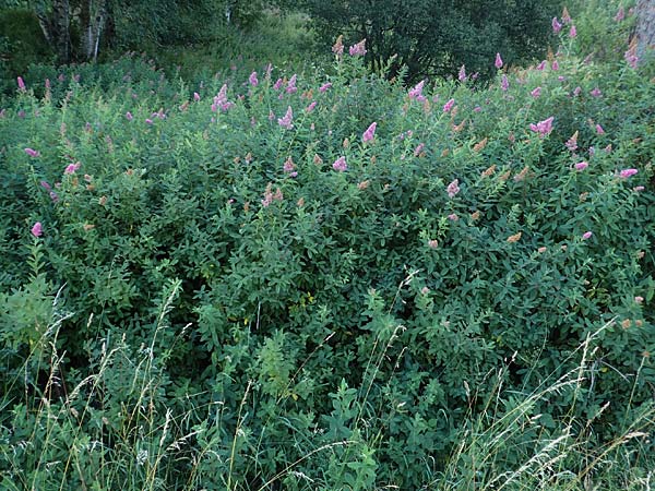 Spiraea salicifolia / Willowleaf Meadowsweet, Bridewort, D Hunsrück, Börfink 18.7.2022