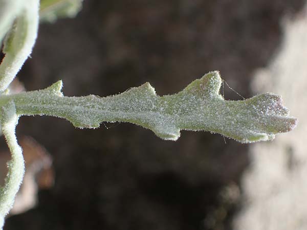 Senecio sylvaticus \ Wald-Greiskraut, D Mannheim 24.8.2022