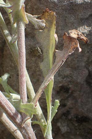 Senecio sylvaticus \ Wald-Greiskraut, D Mannheim 24.8.2022