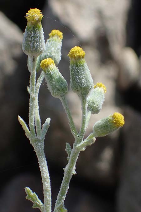 Senecio sylvaticus \ Wald-Greiskraut, D Mannheim 24.8.2022