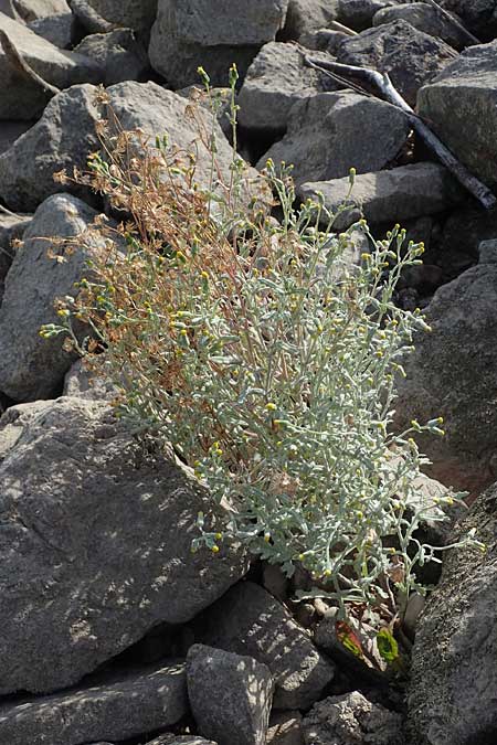 Senecio sylvaticus \ Wald-Greiskraut, D Mannheim 24.8.2022