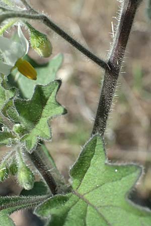 Solanum nigrum subsp. schultesii \ Schultes' Nachtschatten, Tuschender Nachtschatten / Schultes's Nightshade, D Mannheim 10.9.2023