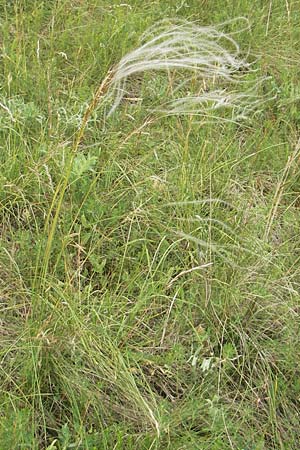 Stipa joannis \ Echtes Federgras, Grauscheidiges Federgras / Grey-Sheathed Feather-Grass, D Mainz 31.5.2012