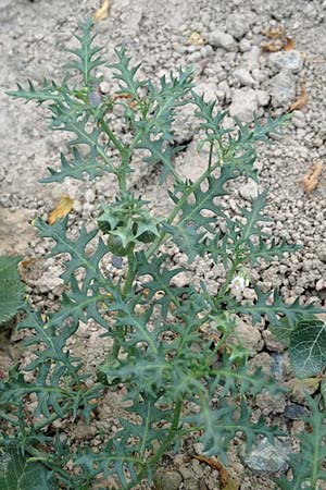 Solanum triflorum \ Dreibltiger Nachtschatten / Small Nightshade, D Mannheim 9.9.2015