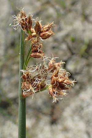 Schoenoplectus tabernaemontani \ Tabernaemontanus' Flechtbinse, Salz-Teichsimse, D Römerberg 8.7.2017