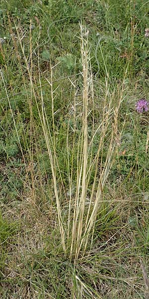 Stipa joannis \ Echtes Federgras, Grauscheidiges Federgras / Grey-Sheathed Feather-Grass, D Grünstadt-Asselheim 16.6.2018