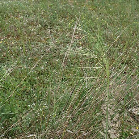 Stipa capillata \ Haar-Pfriemengras / Feather-Grass, Needle Grass, D Schwetzingen 22.6.2018