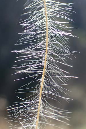 Stipa joannis \ Echtes Federgras, Grauscheidiges Federgras, D Rotenfels 29.6.2018