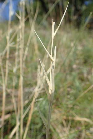 Stipa joannis \ Echtes Federgras, Grauscheidiges Federgras / Grey-Sheathed Feather-Grass, D Rotenfels 29.6.2018