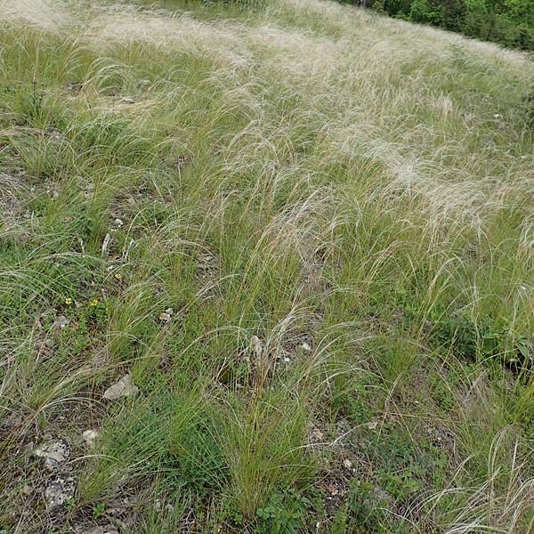 Stipa joannis \ Echtes Federgras, Grauscheidiges Federgras, D Werbach 29.5.2019