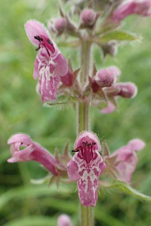 Stachys sylvatica / Hedge Woundwort, D Aachen-Orsbach 13.6.2019