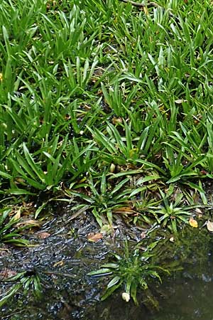 Stratiotes aloides \ Krebsschere, Wasser-Aloe / Water Soldier, D Walldorf 6.8.2019