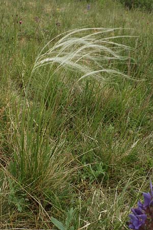 Stipa joannis \ Echtes Federgras, Grauscheidiges Federgras / Grey-Sheathed Feather-Grass, D Grünstadt-Asselheim 4.5.2020