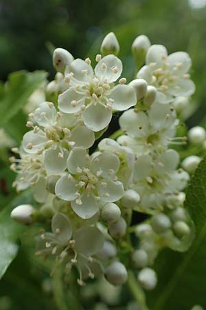 Pyracantha coccinea agg. \ Feuerdorn, D Seeheim an der Bergstraße 12.5.2020