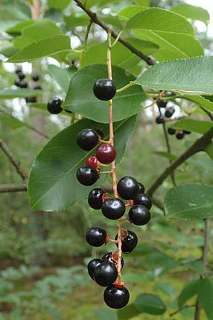 Prunus serotina \ Späte Traubenkirsche / Rum Drupes, D Lampertheim 28.8.2021