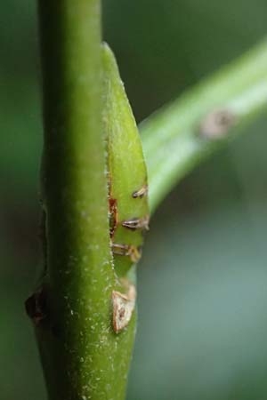 Salix triandra \ Mandel-Weide / Almond Willow, D Hamburg 12.9.2021