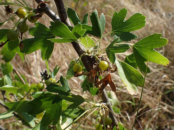 Ribes uva-crispa \ Stachelbeere / Gooseberry, D Thüringen, Bottendorf 13.6.2023