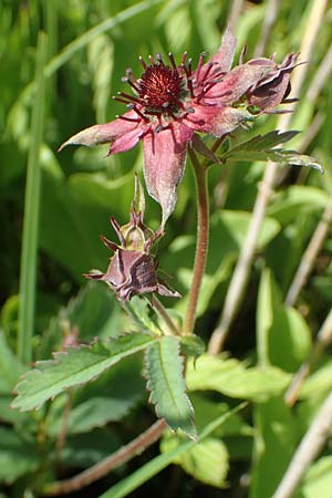 Potentilla palustris / Marsh Cinquefoil, D Pfronten 28.6.2016