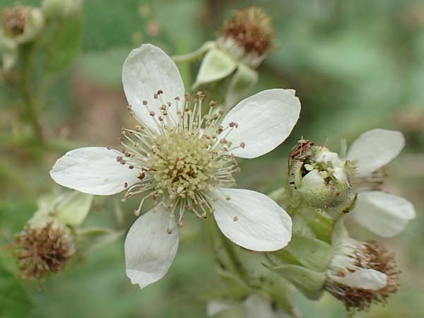 Rubus subcordatus \ Herzähnliche Brombeere, D Odenwald, Mörlenbach 5.7.2018