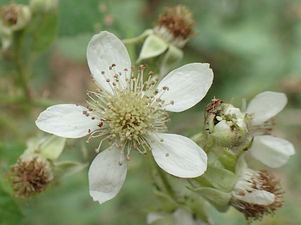 Rubus subcordatus \ Herzhnliche Brombeere, D Odenwald, Mörlenbach 5.7.2018