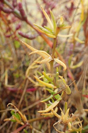 Suaeda maritima \ Salz-Sode / Annual Sea Blite, D Sachsen-Anhalt, Sülzetal-Sülldorf 27.9.2020