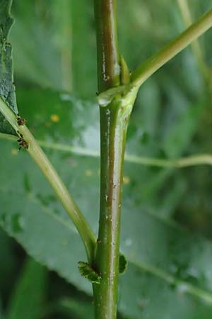 Salix udensis \ Japanische Drachen-Weide, Amur-Weide / Japanese Fantail Willow, D Olpe 1.8.2023