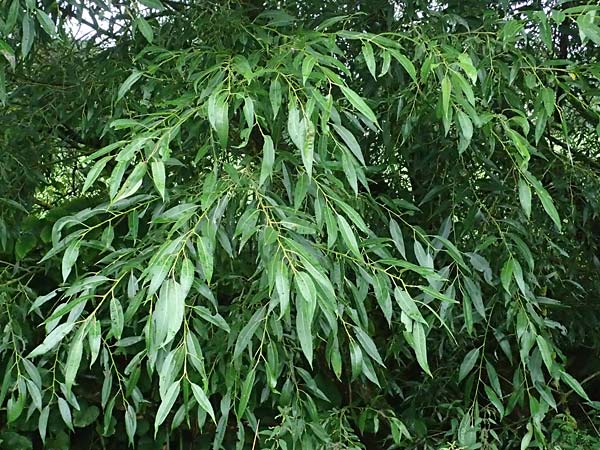 Salix udensis \ Japanische Drachen-Weide, Amur-Weide / Japanese Fantail Willow, D Olpe 1.8.2023