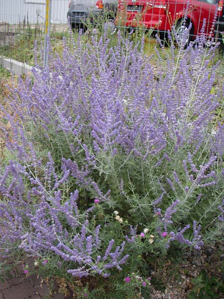 Salvia x floriferior \ Fiederschnittige Blauraute, Silber-Perowskie / Russian Sage, D Mannheim 9.7.2008