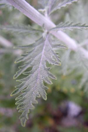 Salvia x floriferior \ Fiederschnittige Blauraute, Silber-Perowskie / Russian Sage, D Mannheim 9.7.2008