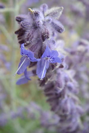 Salvia x floriferior \ Fiederschnittige Blauraute, Silber-Perowskie / Russian Sage, D Mannheim 9.7.2008