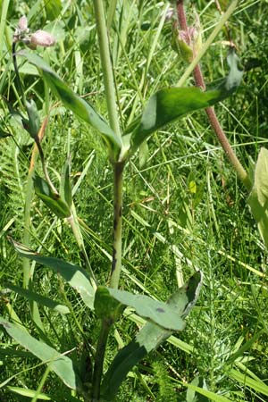 Silene vulgaris subsp. vulgaris \ Gewhnliches Leimkraut, Taubenkropf-Leimkraut / Bladder Campion, D Schwarzwald/Black-Forest, Feldberg 10.7.2016