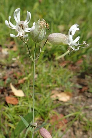 Silene vulgaris var. humilis \ Galmei-Taubenkropf-Leimkraut / Calaminarian Bladder Campion, D Wiesloch 30.7.2016