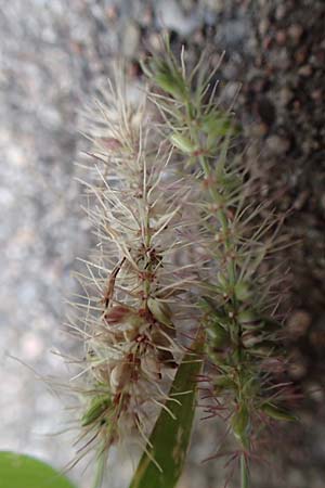 Setaria verticillata \ Kletten-Borstenhirse, Quirlige Borstenhirse / Whorled Pigeon Grass, Bristly Foxtail, D Mannheim 19.9.2016