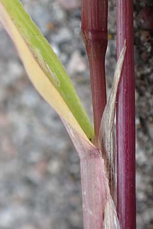 Setaria verticillata \ Kletten-Borstenhirse, Quirlige Borstenhirse, D Mannheim 19.9.2016