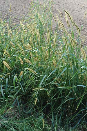 Setaria viridis \ Grne Borstenhirse / Green Bristle Grass, D Lorsch 21.9.2016