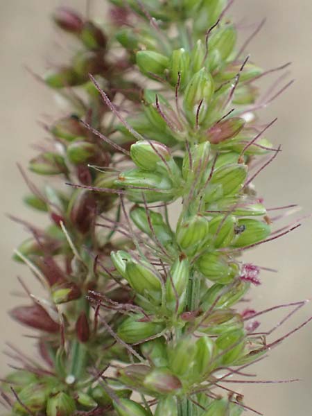 Setaria verticillata \ Kletten-Borstenhirse, Quirlige Borstenhirse, D Bürstadt 30.9.2016