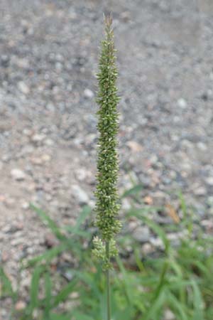 Setaria verticillata \ Kletten-Borstenhirse, Quirlige Borstenhirse / Whorled Pigeon Grass, Bristly Foxtail, D Mannheim 5.8.2017